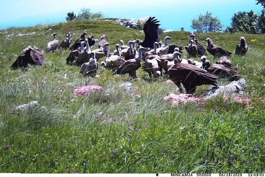 В Крыму поддерживают популяции редких хищных птиц - черного грифа и белоголового сипа