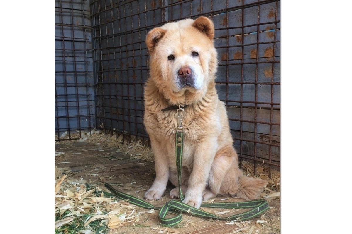 Костромской МКУ «Центр передержки животных» решает проблему бездомных собак