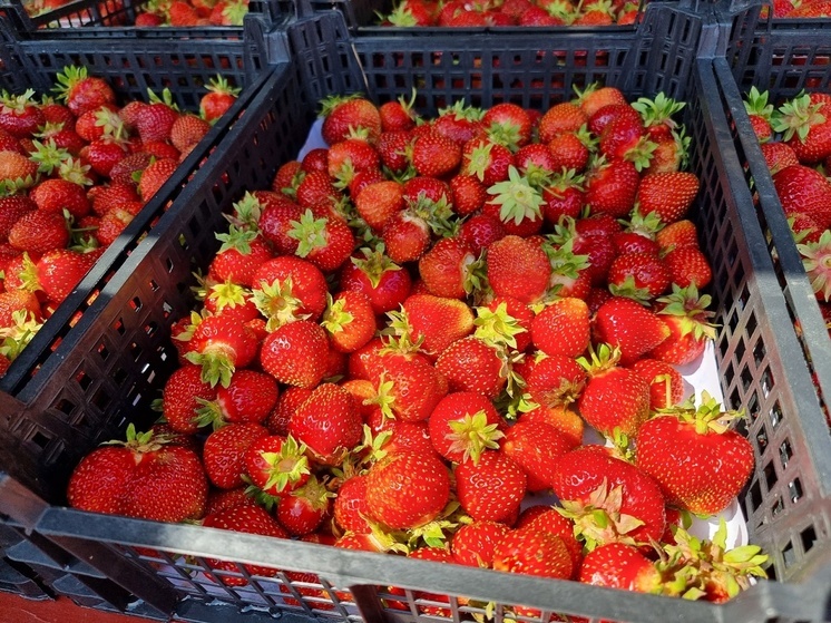 Клубнику на фестивале в Петрозаводске покупают ящиками