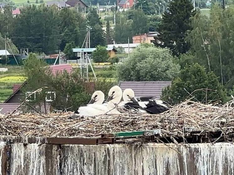 У краснокнижных аистов в Можайске вылупились птенцы