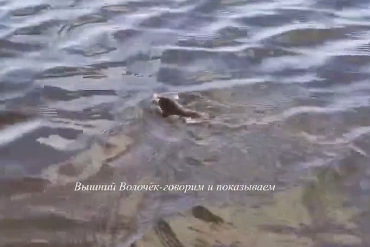 В Тверской области люди спасли плывущего по реке крота