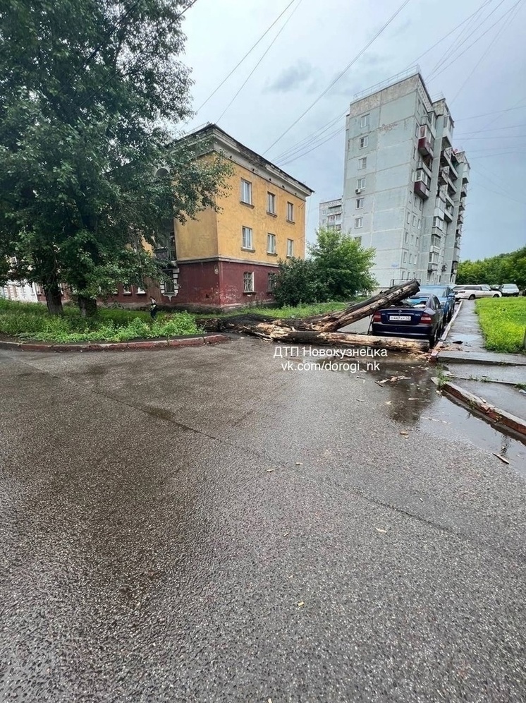 Упавшее дерево разбило машину в Новокузнецке