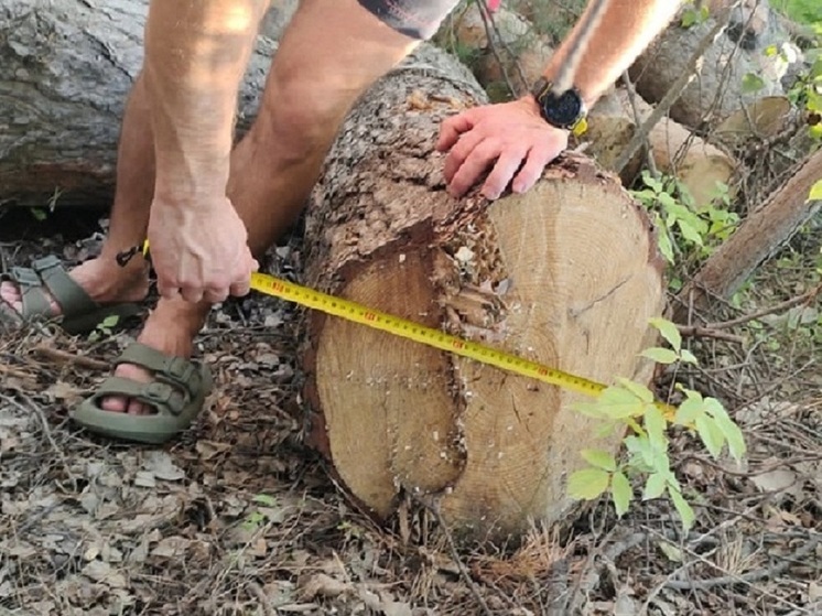 В Новосибирской области дачники пожаловались в Генпрокуратуру на вырубку леса возле села Новолуговое