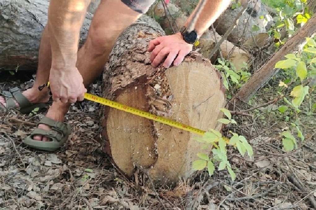 В Новосибирской области дачники пожаловались в Генпрокуратуру на вырубку леса возле села Новолуговое