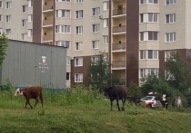 Жители Калуги пожаловались губернатору на коров на окраине города