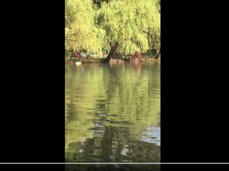 Все лебеди, живущие в Центральном парке Владикавказа, в полном порядке
