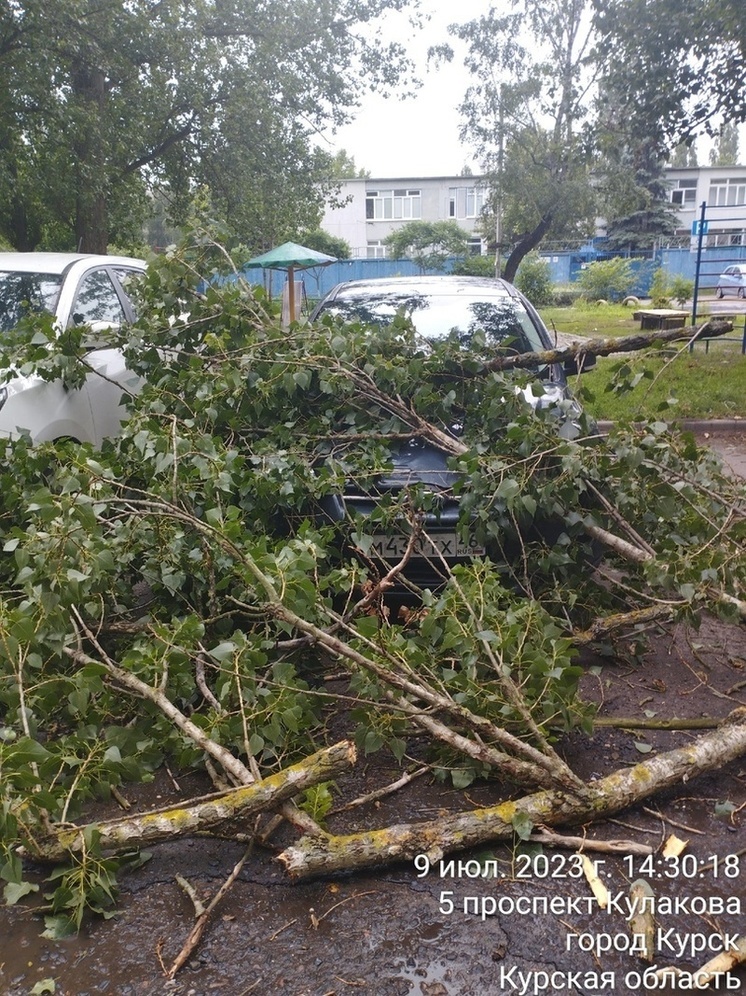 В Курске рухнувшее дерево повредило три припаркованных автомобиля