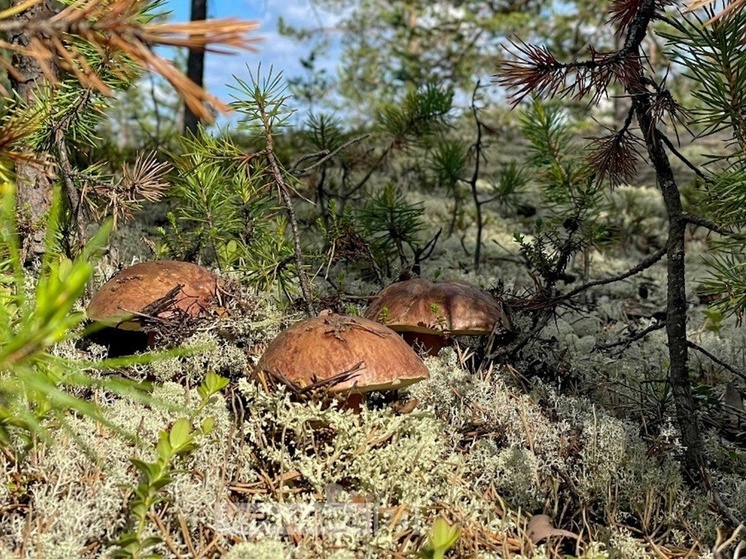 Жители Муравленко вышли на тихую охоту: начался грибной сезон