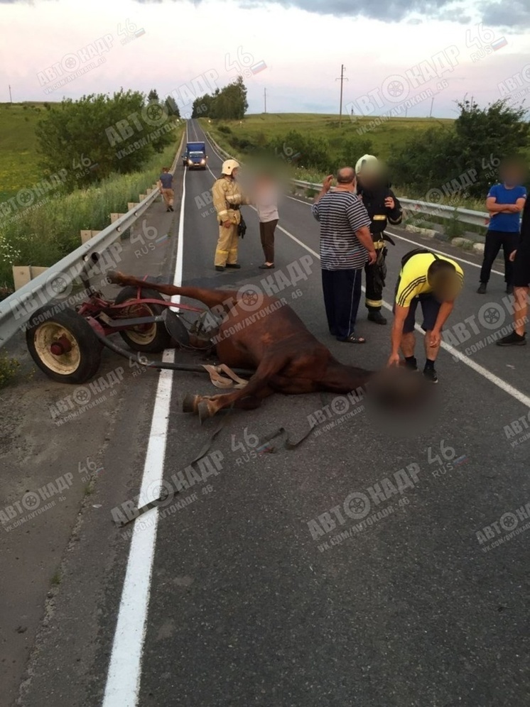 Под Курском автомобиль сбил лошадь с дог-картом для конного драйвинга