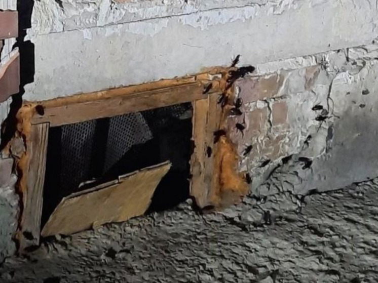 Под Новосибирском в подвале дома завелись гигантские тараканы
