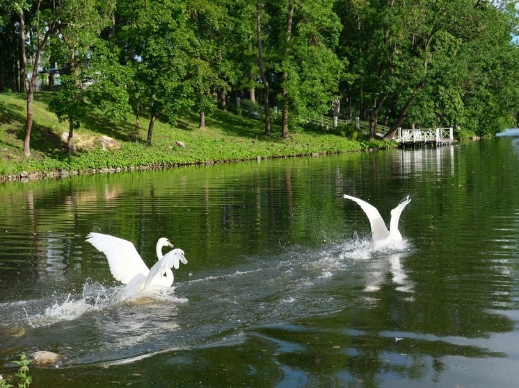 Две пары лебедей выпустили в озеро Гатчинского парка
