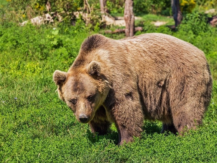 Власти Карелии распределили годовые квоты на добычу медведя