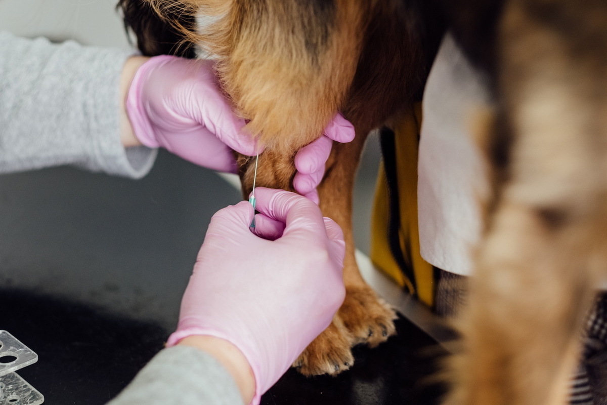 13 июля в Йошкар-Оле бесплатно вакцинируют животных от бешенства
