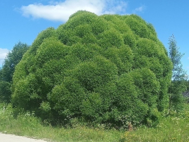 Дерево – брокколи засняли на севере Карелии