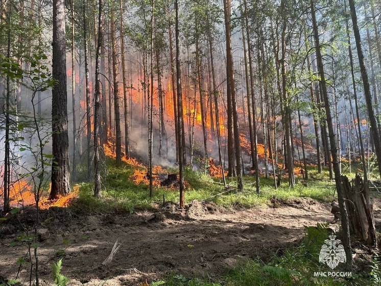 Площадь крупного пожара в лесничестве Башкирии выросла до 82 га