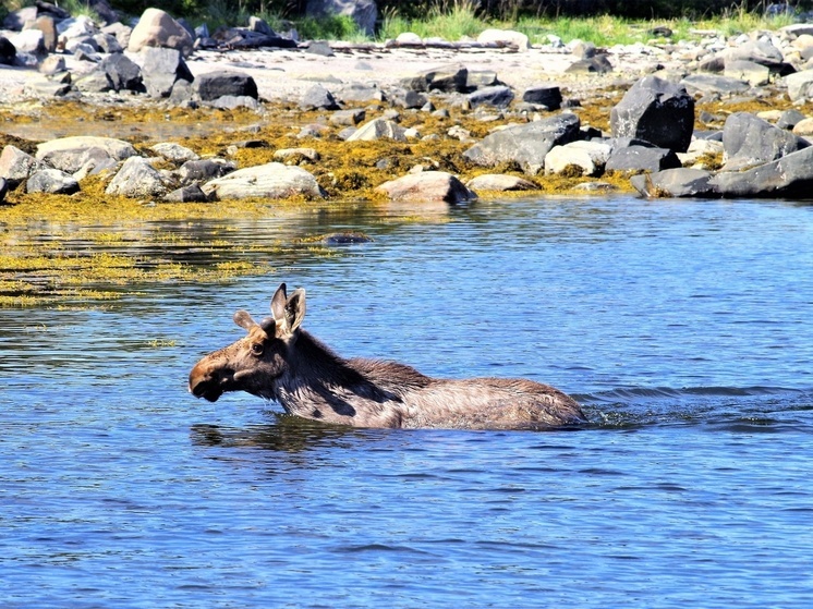 Пара лосей уплыла из Карелии