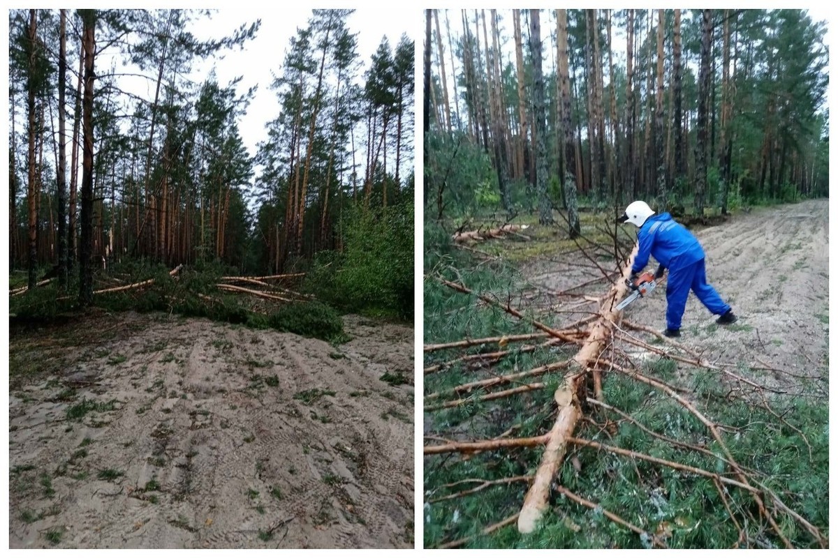 В Марий Эл спасатели убрали деревья в лесу, чтобы расчистить дорогу