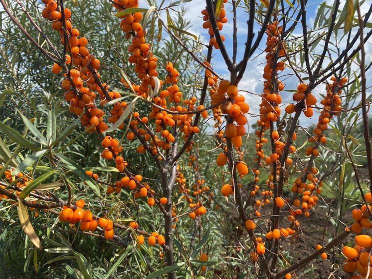 Аграрии Ставрополья развивают ягодную отрасль