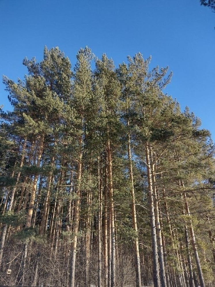 В Надымском районе из-за ремонта линий электропередач перестал расти лес