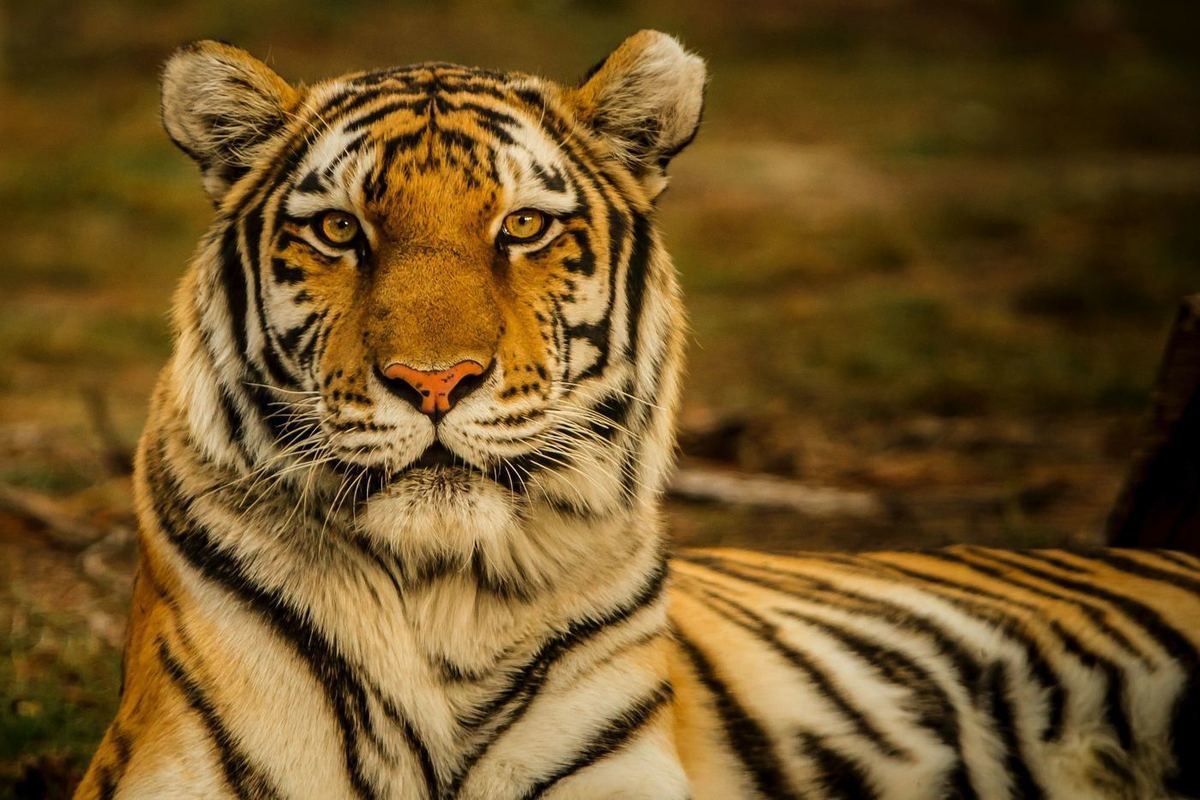 Российский егерь выжил после нападения тигра