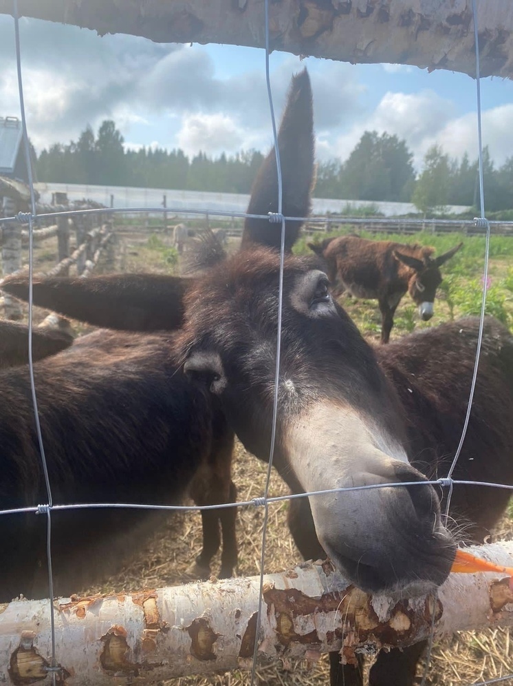 Осликов развели в Лахденпохском районе Карелии
