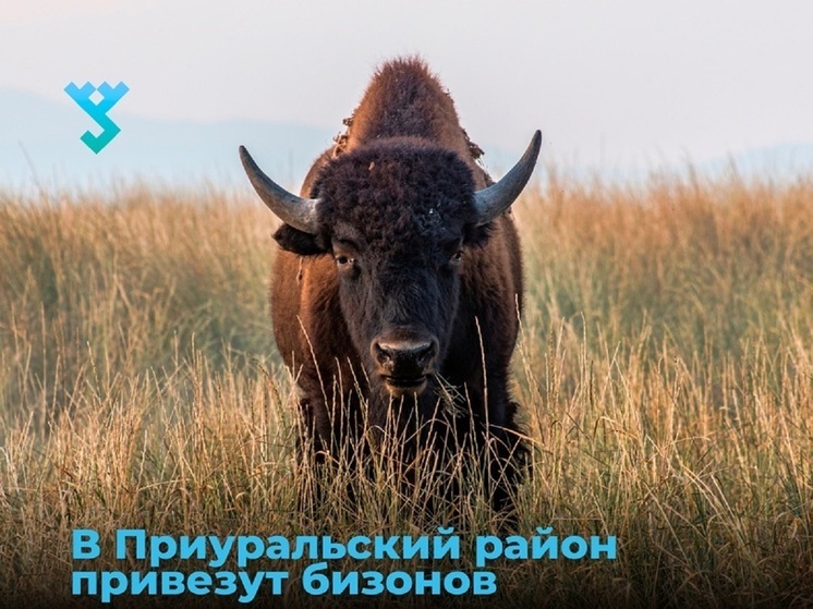 В заповедник Приуральского района впервые завезут датских бизонов