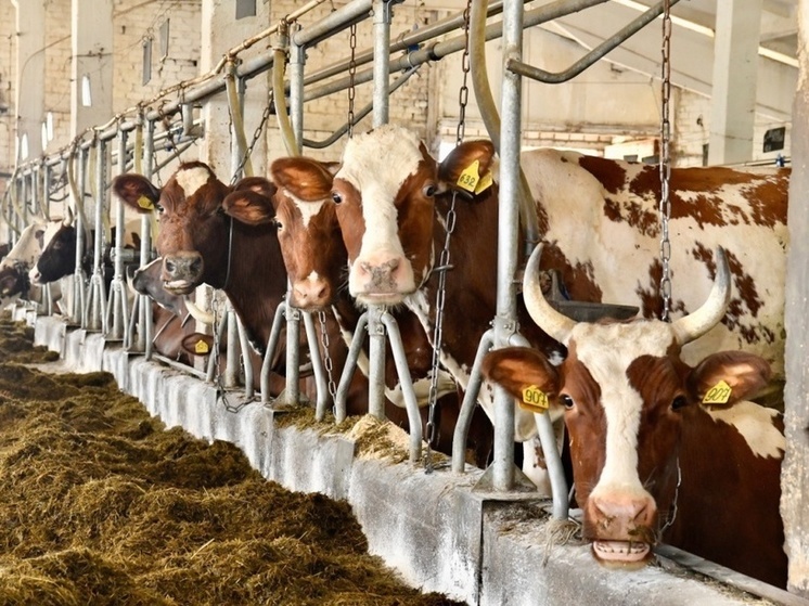 Роботизированную молочную ферму построят в Пряже при поддержке правительства Карелии