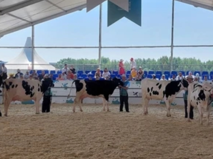 Четыре коровы из Удмуртии получили награды на всероссийском конкурсе в Татарстане