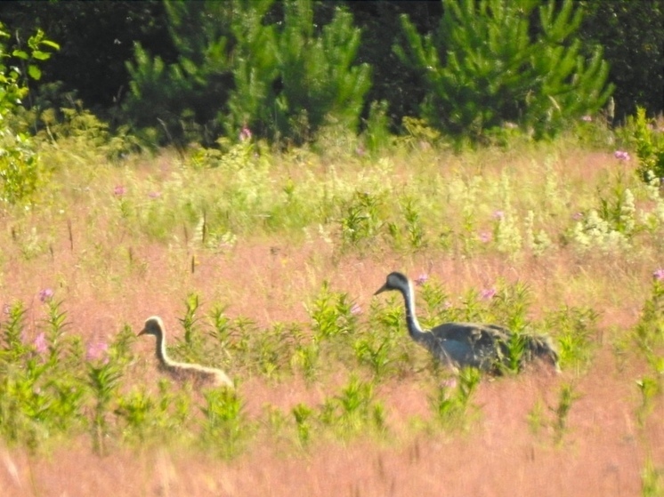 Семья журавлей поселилась в поле на западе Карелии