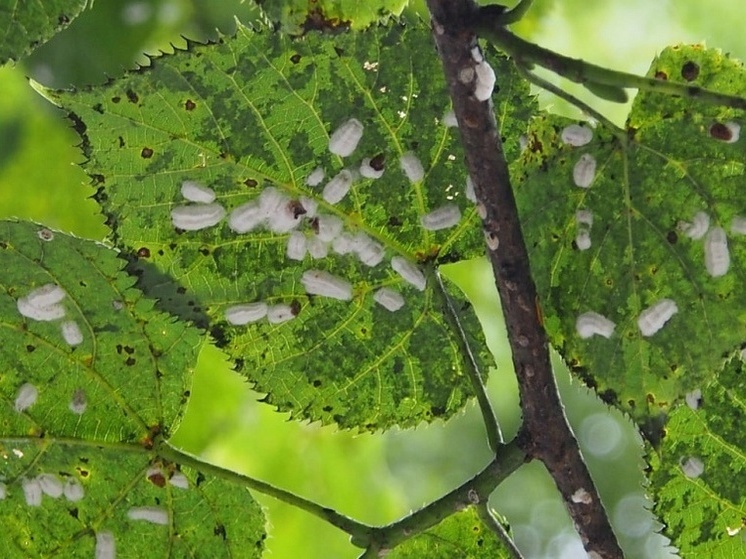 Во Владикавказе листья деревьев усыпали личинки неизвестных насекомых
