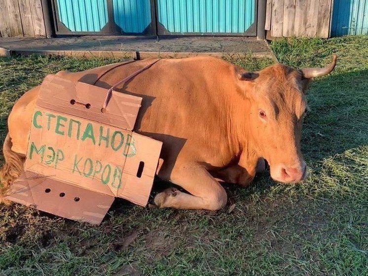 Жители исторического города Бурятии троллят его мэра за бродячих коров