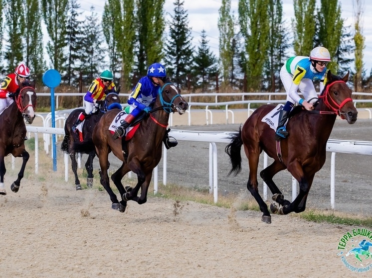 Организаторы продвигают идею использования башкирской породы лошадей в спортивном коневодстве