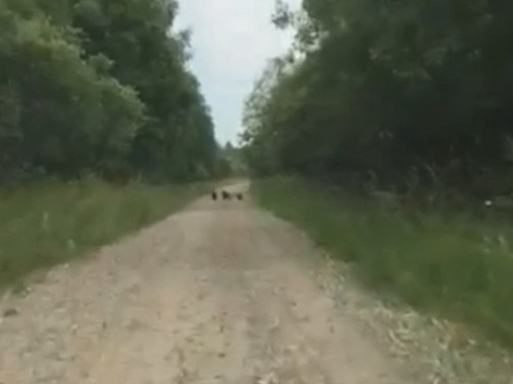 В Ярославской области по дороге гуляют три медвежонка
