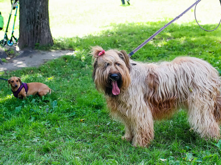 АВФАРМ: ужесточение правил ввода в оборот ветеринарных препаратов грозит нехваткой лекарств