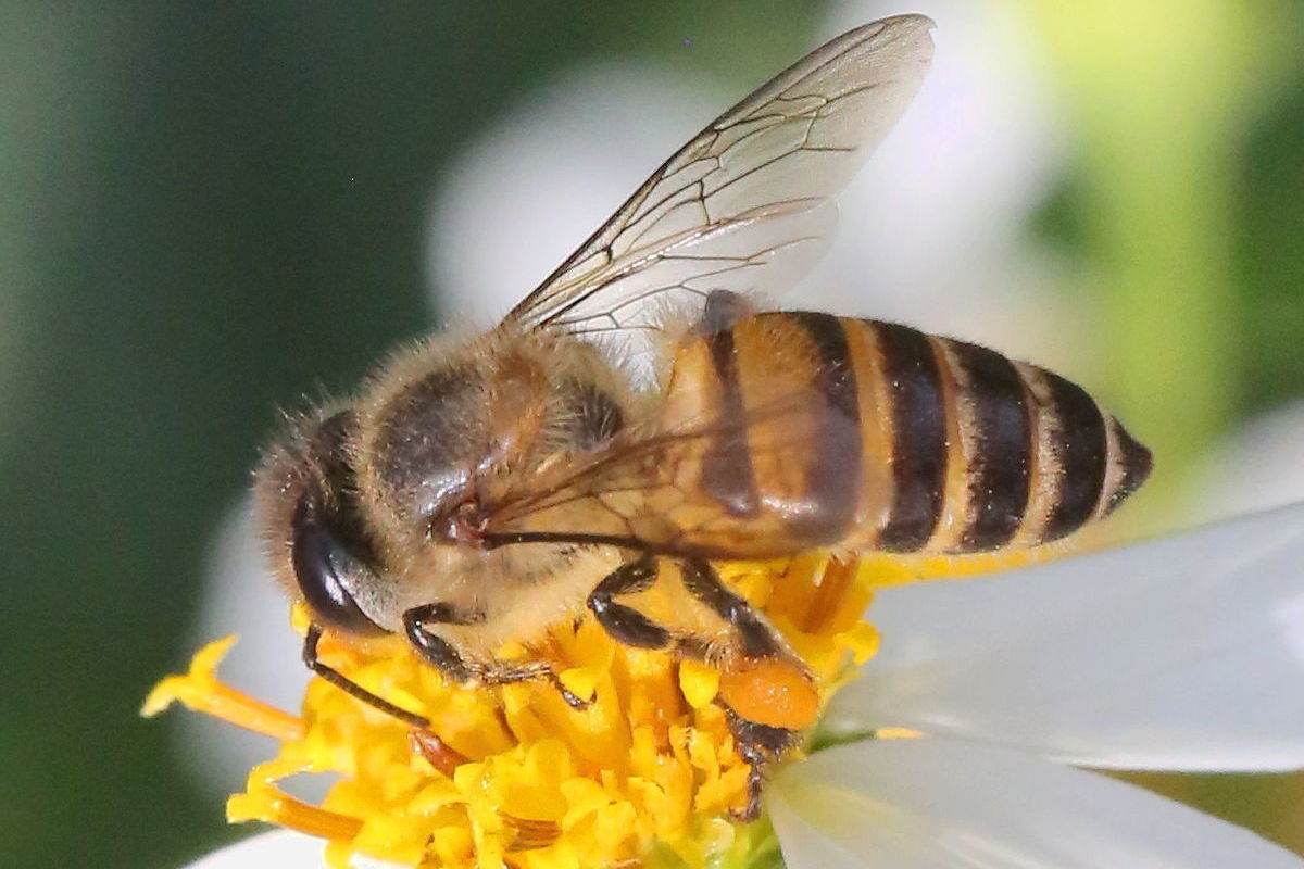 Deputies asked to ban the import of bees from Asia