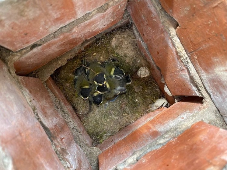В Звенигороде лесничие нашли внутри скамейки рядом с офисом синичье гнездо