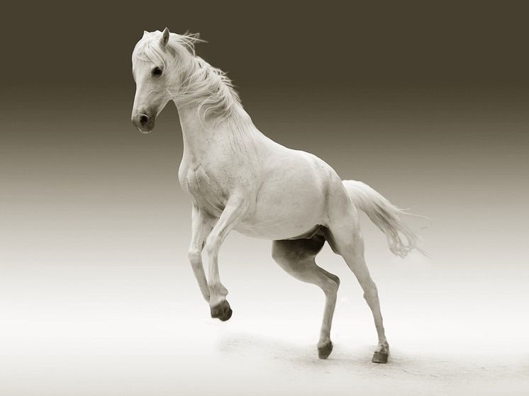 В Ленинградской области хозяйке лошади, затоптавшей насмерть женщину, назначили 10 месяцев работ