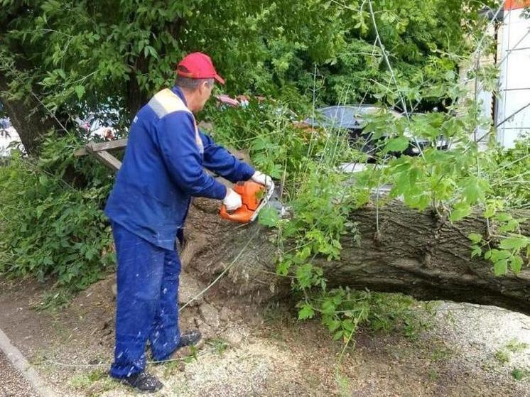 За неделю в Рязани спилили 21 аварийное дерево