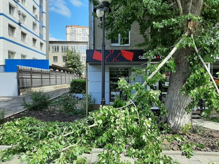 В Саратове ветер ломает ветви деревьев