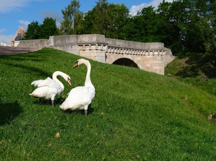 В Гатчинском дворце назвали имена двух новых пар лебедей