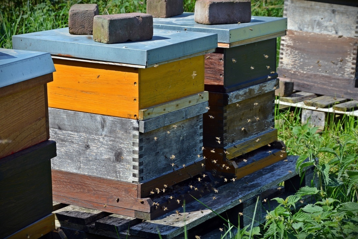 Пчеловоды Рыльского района Курской области сообщили о массовом море пчел