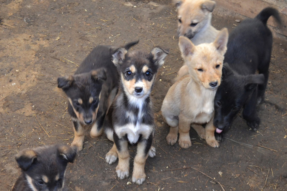Астраханское правительство будет разрабатывать свои меры борьбы с бездомными животными