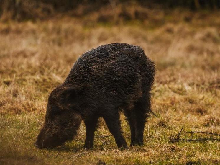 Специалист "Мосприрода" Подвинцева рассказала, что нельзя поворачиваться спиной к лисе или кабану