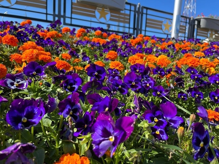 Морозостойкие растения и вертикальные гидровазоны: на улицах Шурышкарского района высадили больше 18 тысяч цветов