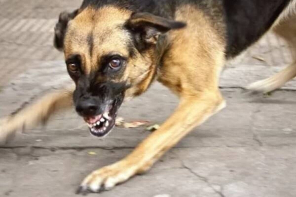 Собака напала на юную хозяйку в брянском Новозыбкове