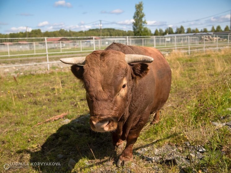 Фермер в Карелии свалил кучу навоза в неположенном месте