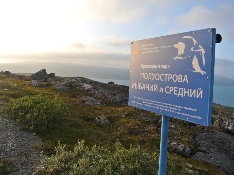 Дикий лосось в Кольском Заполярье болеет из-за стресса
