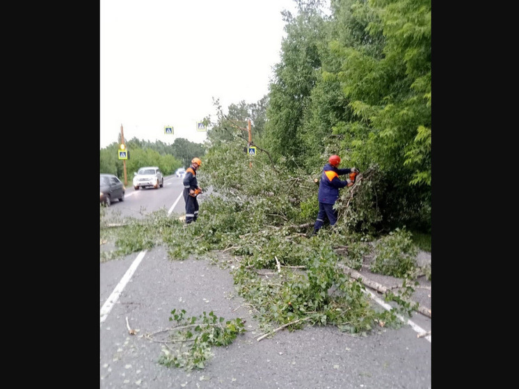 Упавшее дерево ограничило проезд по трассе в Кузбассе