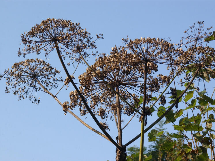 График обработки земель от борщевика опубликовали на геопортале Подмосковья