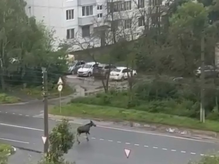 На улице Забайкальской в Рязани заметили лося